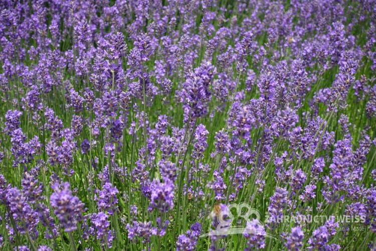 LEVANDULE - LEVANDULA ANGUSTIFOLIA - DWARF BLUE