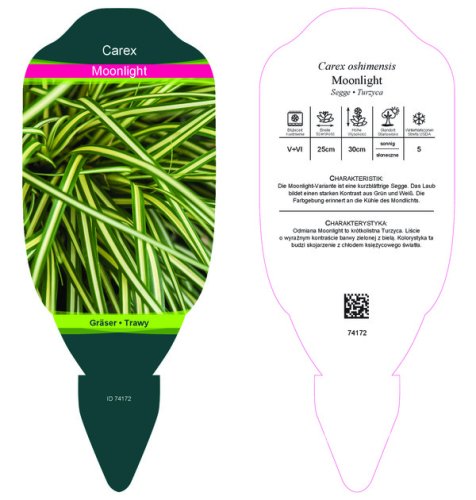 CAREX OSHIMENSIS MOONLIGHT