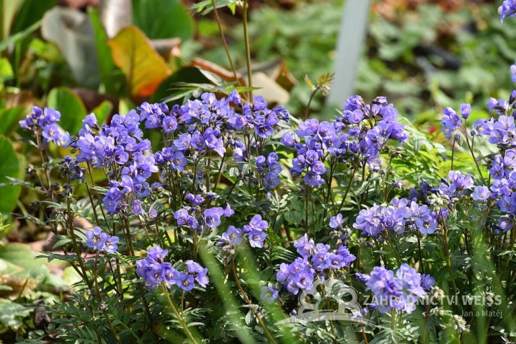 JIRNICE - POLEMONIUM HEAVEN SCENT