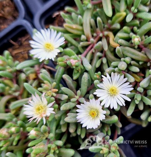 DELOSPERMA HYBRIDA GRAAF REINET