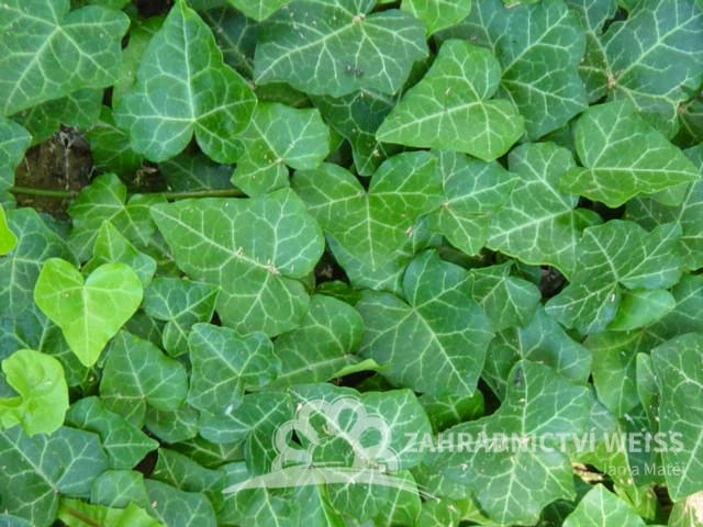 BŘEČŤAN - HEDERA HELIX