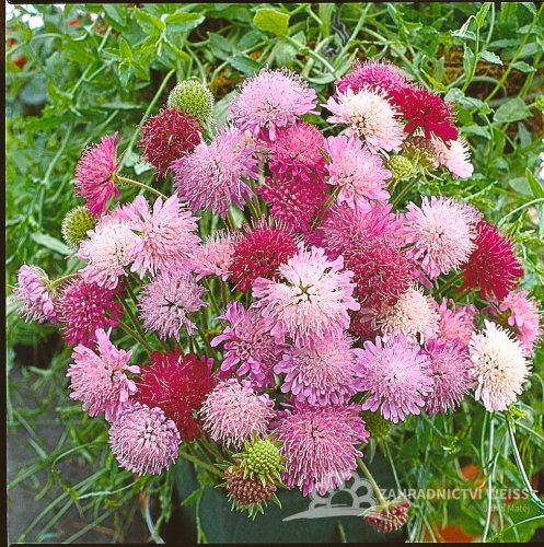 CHRASTAVEC MAKEDONSKÝ - KNAUTIA MACEDONICA MELTON PASTELS