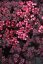 SEDUM HYBR. GLOBE PURPLE