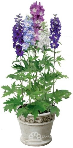 DELPHINIUM EXCALIBUR MIX