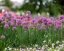 OKRASNÝ ČESNEK - ALLIUM HYBRIDA SERENDIPITY