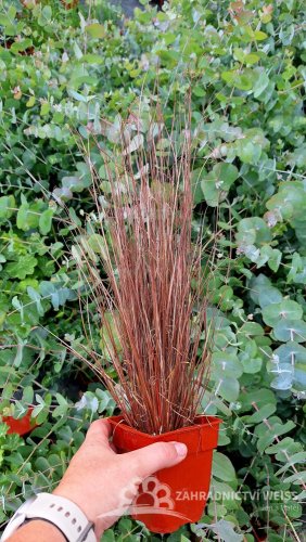 CAREX RED ROOSTER