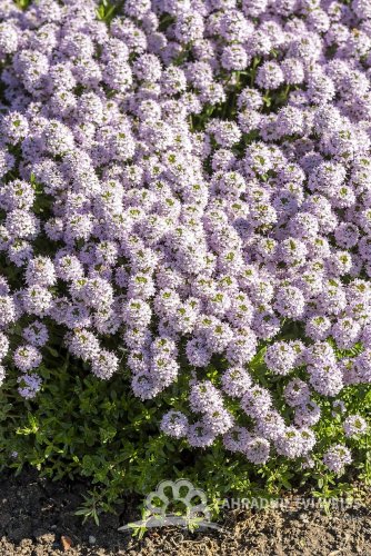 MATEŘÍDOUŠKA - THYMUS LONGICAULIS