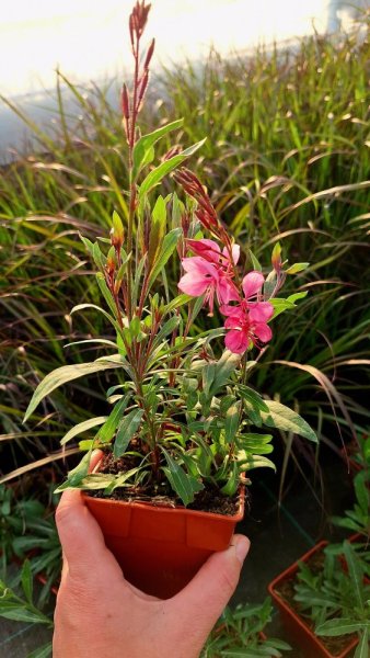 GAURA FLAMINGO PINK
