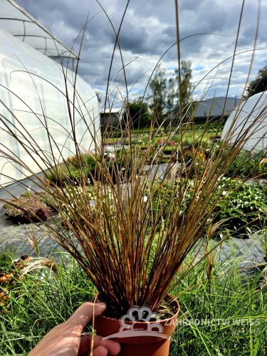 CAREX PETRIEI MILK CHOCOLATE