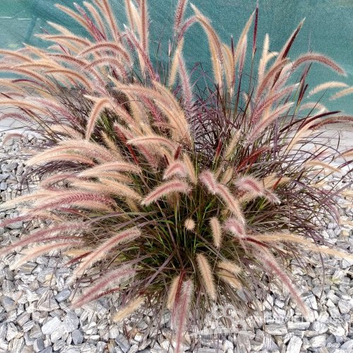 DOCHAN SETÝ - "PENNISETUM RUBRUM"