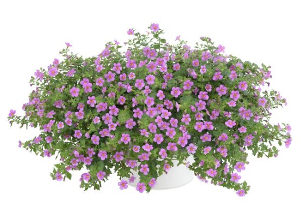 BACOPA - BAKOPA RŮŽOVÁ