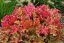HEUCHERA MARLMALADE