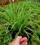 CAREX DOLICHOSTACHYA GOLD FOUNTAIN