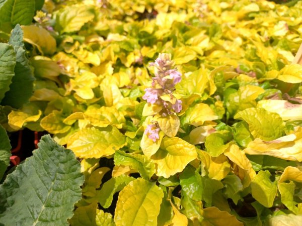 ZBĚHOVEC PLAZIVÝ - AJUGA GOLD CHANG