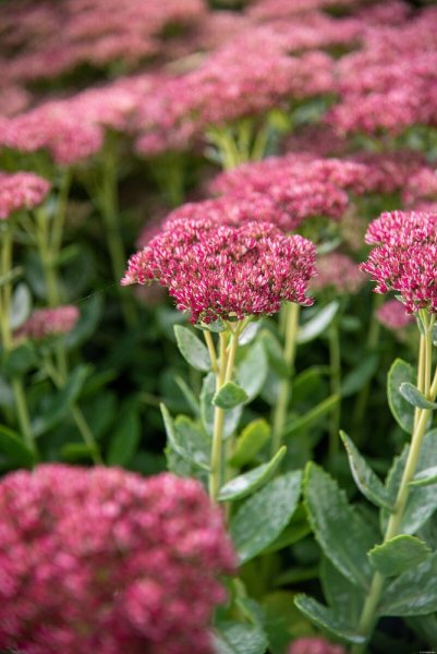 SEDUM HYBRIDUM HERBSTFREUDE