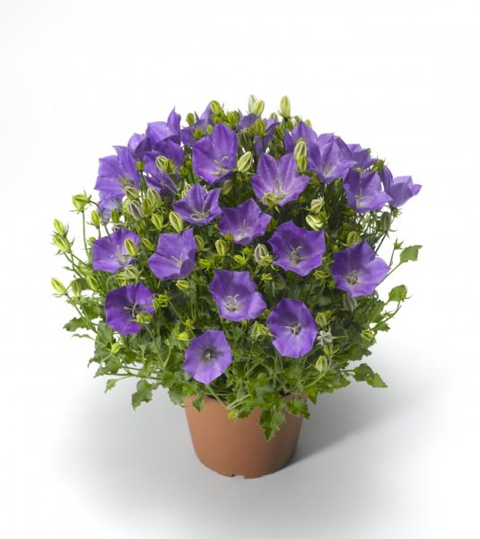 CAMPANULA CARPATICA "PRISTAR BLUE" - ZVONEK KARPATSKÝ