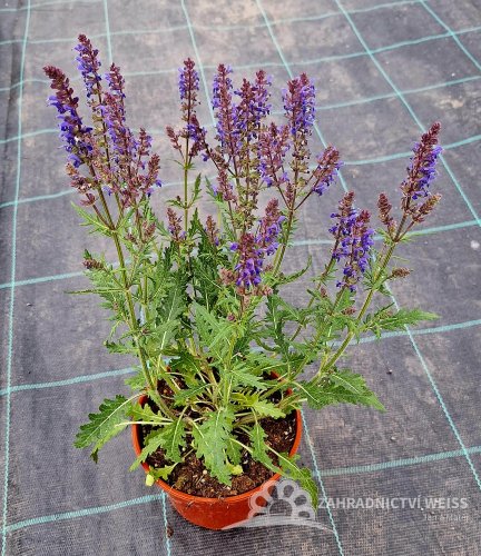 SALVIA HYB. CARINA
