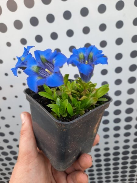 HOŘEC - GENTIANA ACAULIS