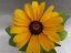 RUDBECKIA HIRTA - "TOTO GOLD"