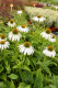 ECHINACEA PURPUREA WHITE SWAN