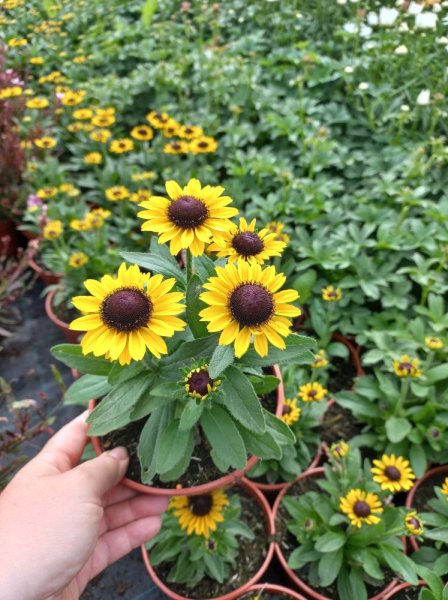 RUDBECKIA X HYBR. LITTLEBECKIA YELLOW