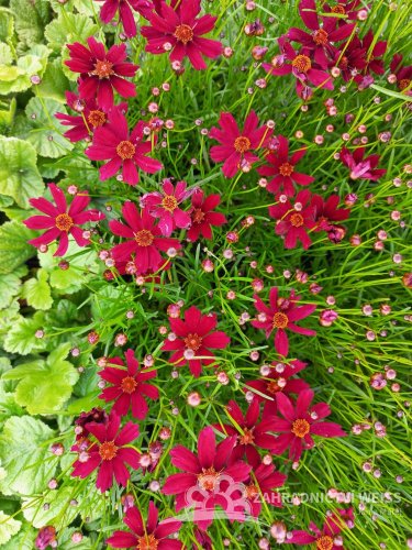 KRÁSNOOČKO  - COREOPSIS CHERRY PIE