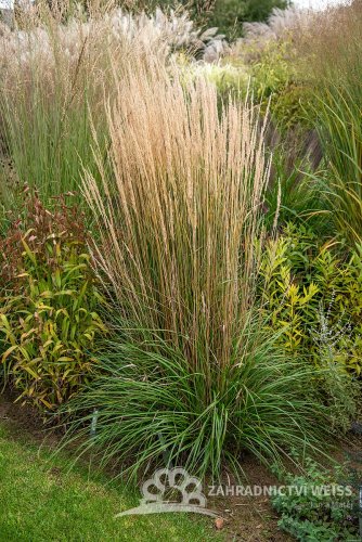 CALAMAGROSTIS x ACUTIFLORA KARL FOESTER