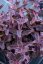 SEDUM HYBR. GLOBE PURPLE