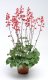 HEUCHERA CORAL FOREST