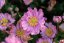 SASANKA - ANEMONE HYB. BRESSINGHAM GLOW