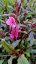 GAURA FLAMINGO PINK