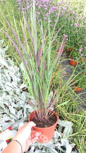 PROSO PROUTNATÉ - PANICUM VIRGATUM NOSFERATU