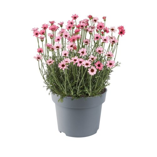 KOPRETINA MAROCKÁ - RHODANTHEMUM HOSMARIENSE ZAGORA PINK ®