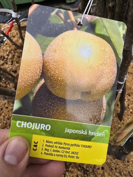 ASIJSKÁ HRUŠEŇ ´CHOJURO´