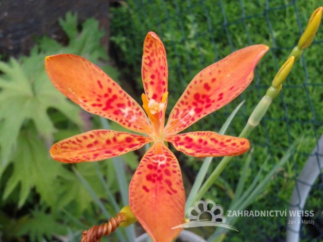 ANGÍNOVNÍK - BELAMCANDA CHINENSIS