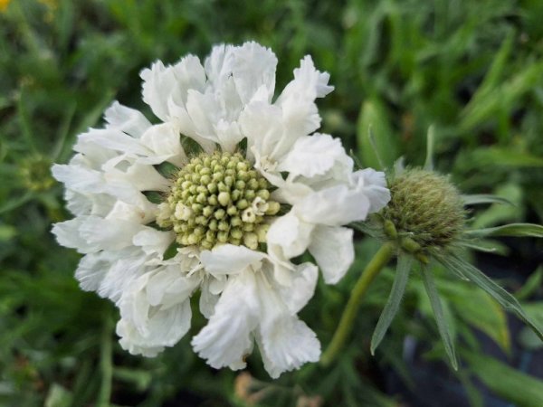 HLAVÁČ KAVKAZSKÝ BÍLÝ -  SCABIOSA CAUCASICA PERFECTA ALBA