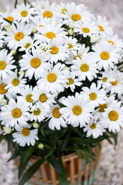 KOPRETINA - LEUCANTHEMUM WESTERN STAR LEO