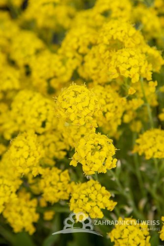 TAŘICE HORSKÁ - ALYSSUM MONTANUM GOLDEN SPRING