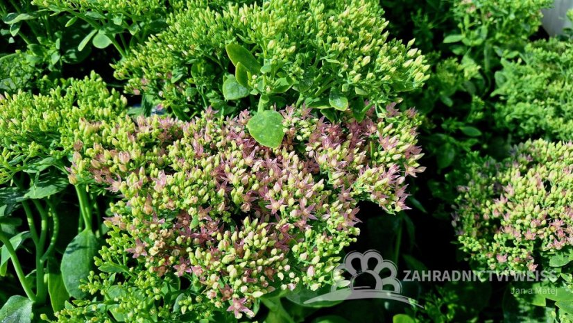 ROZCHODNÍK NÁDHERNÝ - SEDUM SPECTABILE BRILLIANT