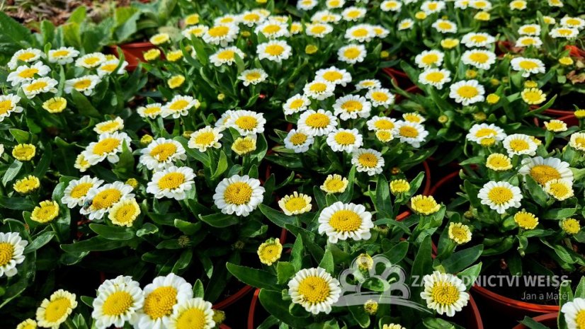 KOPRETINA LEUCANTHEMUM x SUPER. SWEET DAISY SHELLY
