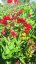 PENSTEMON HARTWEGII POLARIS RED