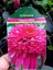 TŘAPATKA - ECHINACEA "SECRET AFFAIR"