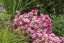 SAXIFRAGA RŮŽOVÁ - ROSEA