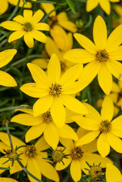 KRÁSNOOČKO - COREOPSIS VERTICILLATA ZAGREB