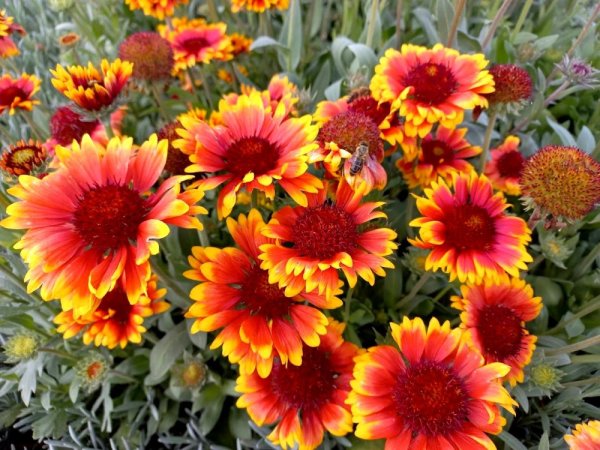 KOKARDA - GAILLARDIA AR. – ARIZONA SUN