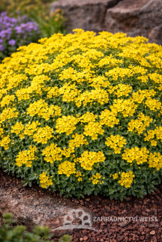 TAŘICE SKALNÍ - AURINIA SAXATILIS GOLD CUSHION