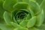 NETŘESK – SEMPERVIVUM BIG SAM JUMBO GREEN