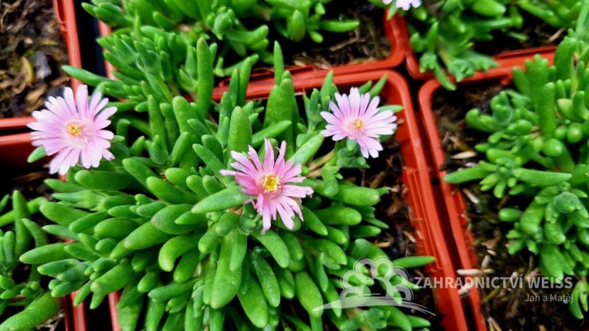 DELOSPERMA CULTIVARS LIDO PINK