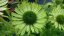 TŘAPATKA - ECHINACEA "GREEN JEWEL"