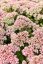SEDUM SUNSPARKLER " LIME ZINGER"  ®